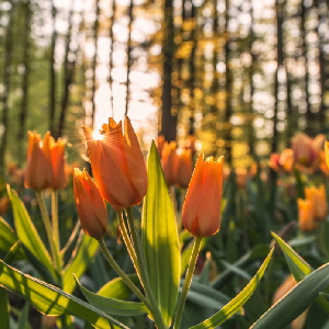 bright orange rose